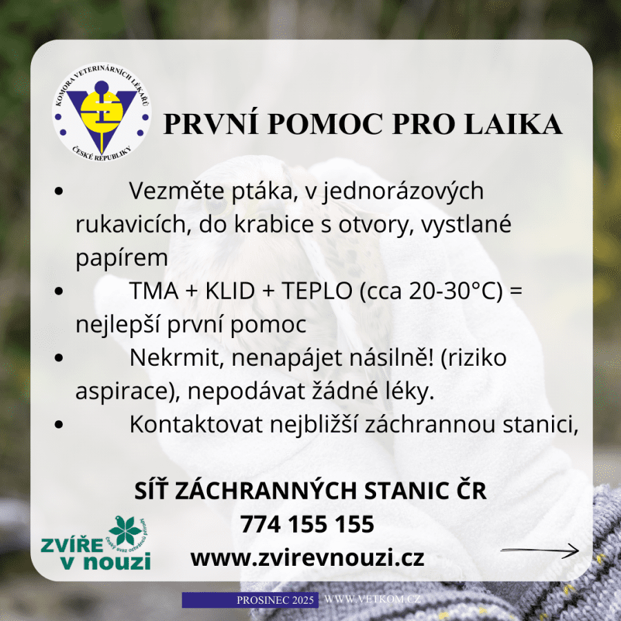 2025-12-08-11. jak pomoci poraněnému ptákovi.png